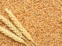 wheat.jpg
