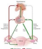 Ovulation & Testosterone.jpg